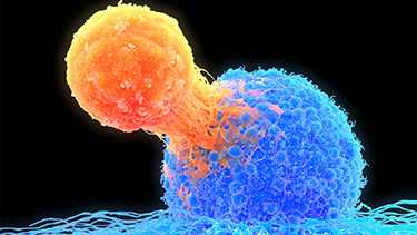 Microscopic image of cells, a smaller orange cell linked to a larger blue one.