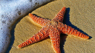 Starfish on the shoreline
