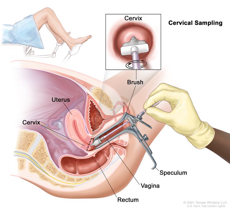  Cervix